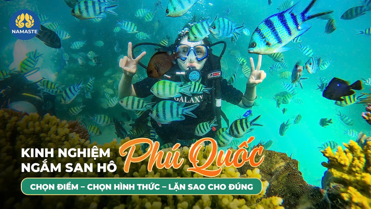 Kinh nghiệm ngắm san hô Phú Quốc