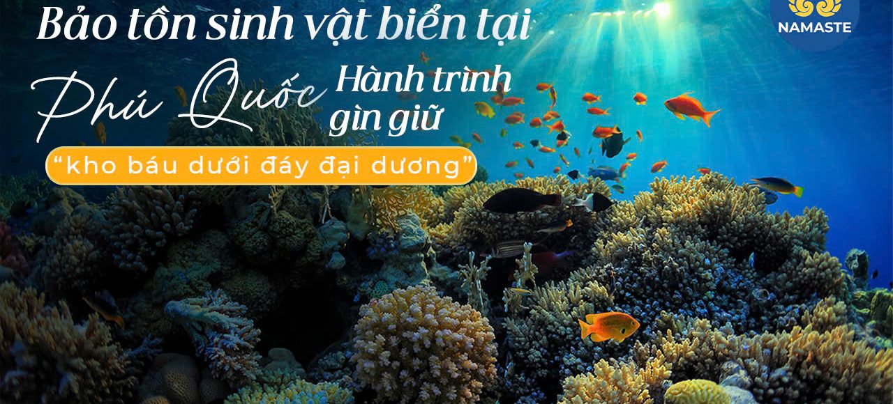 Bảo tồn sinh vật biển tại Phú Quốc Hành trình gìn giữ “kho báu dưới đáy đại dương”