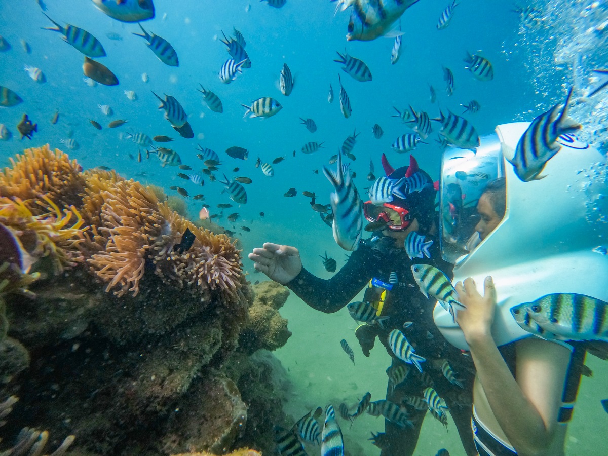 Bạn có thể làm gì để bảo vệ sinh vật biển Phú Quốc?