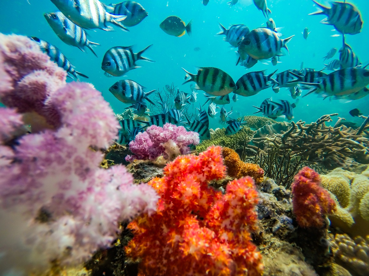 Hệ sinh thái biển