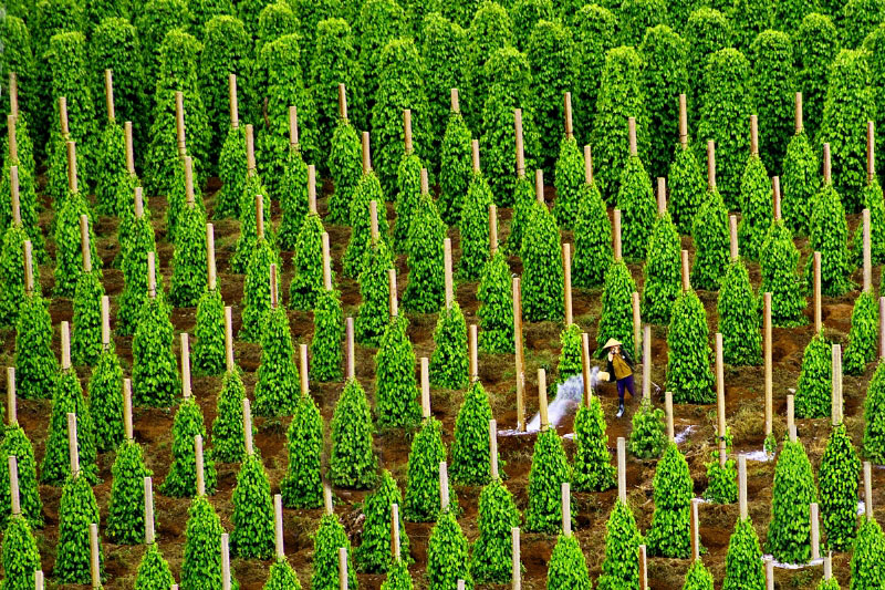 Vườn Tiêu Phú Quốc – "Vương Quốc" Hồ Tiêu Đen