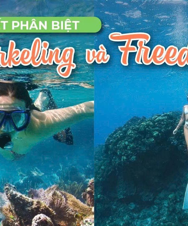 Snorkeling và Freediving Phân Biệt Hai Trải Nghiệm Khám Phá Đại Dương Đầy Thú Vị