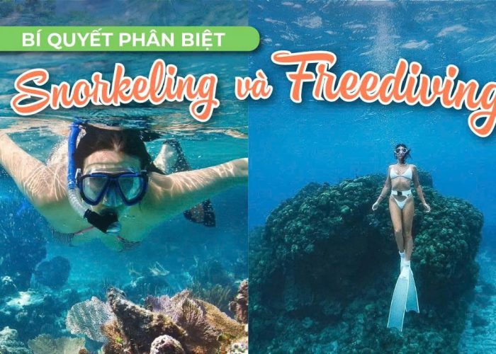Snorkeling và Freediving Phân Biệt Hai Trải Nghiệm Khám Phá Đại Dương Đầy Thú Vị