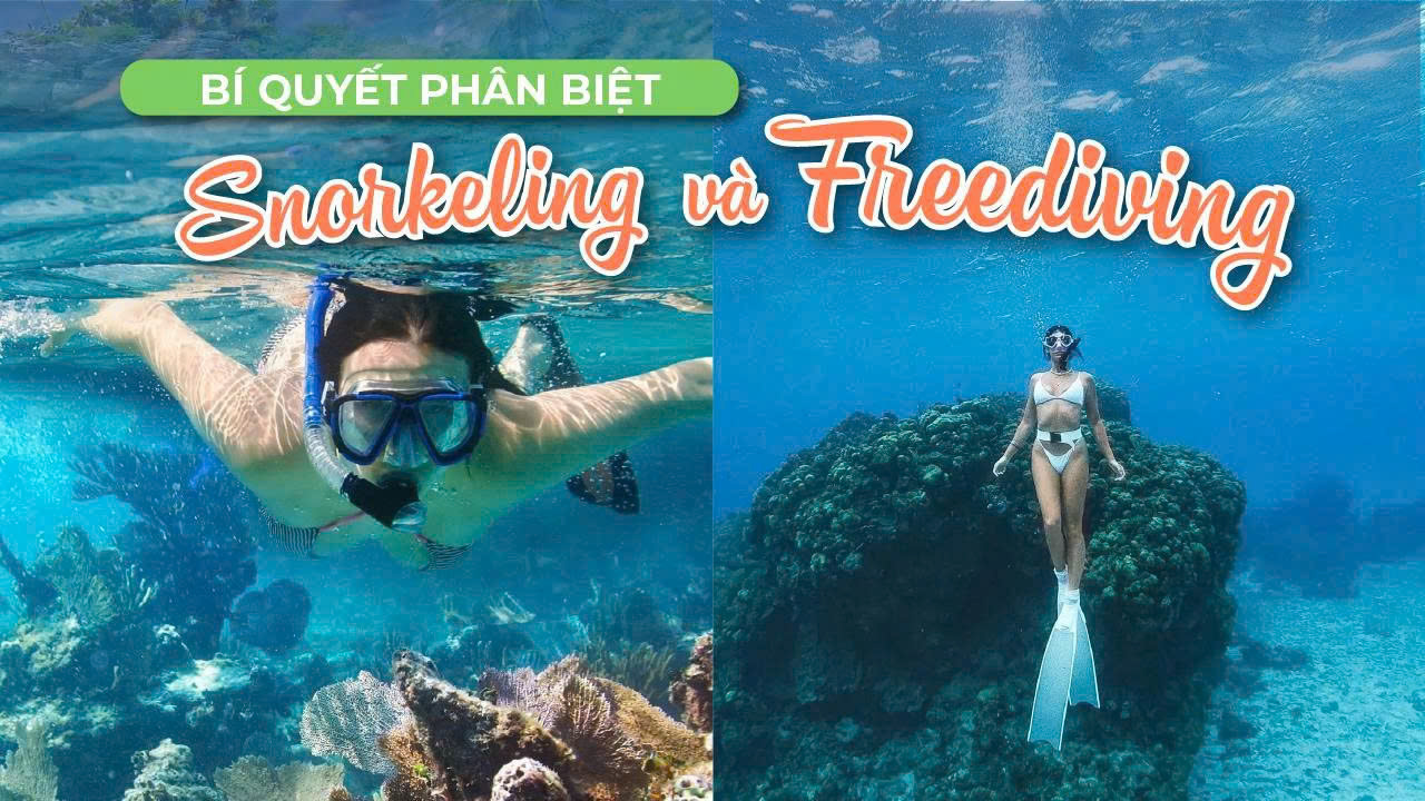 Snorkeling và Freediving Phân Biệt Hai Trải Nghiệm Khám Phá Đại Dương Đầy Thú Vị